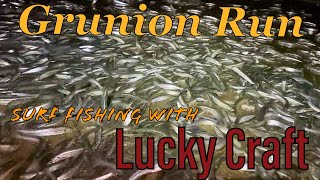 How to Find Socal GRUNION Run w bonus Surf Fishing White Sea Bass LUCKY CRAFT [upl. by Eciral]