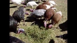 Best Heritage Turkey Breeds turkeys farmlife poultryfarmer RRF [upl. by Anert717]