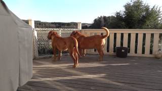 Dogue de Bordeaux Morgan barking [upl. by Auhsohey]