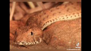 The Death Adder Acanthophis spp dangerous snake [upl. by Kilam]