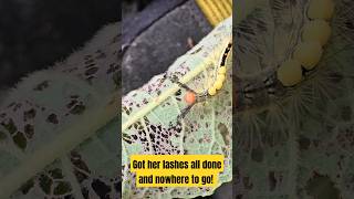 Wisconsin Summer ep29 Whitemarked tussock moth Wisconsin summer nature wildlife comedy [upl. by Arev302]