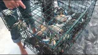 How to catch Blue Crabs in Florida [upl. by Ivor43]