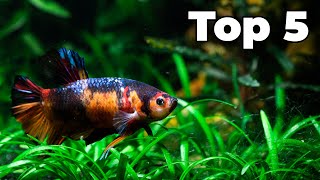 Top 5 Betta Tank Mates [upl. by Etnom]