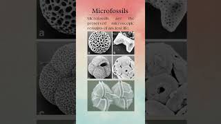 Microfossils geology [upl. by Aierb109]