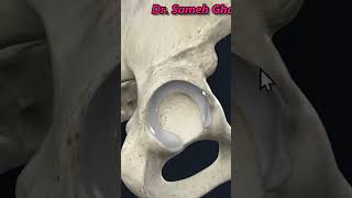 acetabulum of hip bone [upl. by Aremaj698]