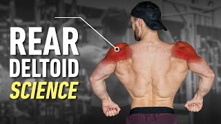 How To Build Boulder Rear Delts Optimal Training Explained [upl. by Calvin388]