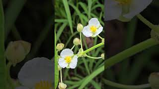 sagittaria latifolia  Arrowhead  nature flowers [upl. by Aivatnuhs]