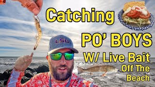 LIVE BAIT Fishing Off The Beach in Charleston SC [upl. by Mildred]