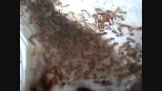 My Myrmica rubra colony Update Video HD [upl. by Bary]