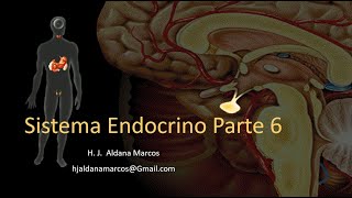 Glándulas endocrinas Parte 6 de 7 Adrenal y estrés [upl. by Amias839]