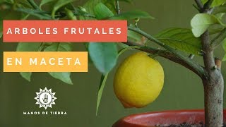 Como PlantarSembrar Árboles Frutales En Maceta 2023cultivo de frutales [upl. by Ynot455]