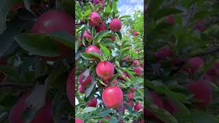 Apple 🍎🍏🍎🍎 food ghazaleh bilalafridioccicial [upl. by Atiekal]