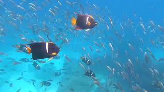 GH013040 small striped and organge fish Floreana Island Galapagos Ecuador [upl. by Ytsanyd]