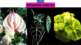 Anthurium Varieties A to Z [upl. by Margot]