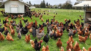 How American Farmers Raise Millions Of Poultry In The Pasture  Chicken Farming [upl. by Ahilam]