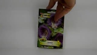 Цветя за Марин  Семена на кобея в синьо  Cobaea scandens [upl. by Aicilanna402]