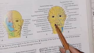 Anatomy of Face part 2 arterial and venous supply headneckanatomy [upl. by Zenger678]