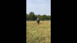 Quarter Horse Gelding Pitch Kalona Special Horse amp Tack Sale [upl. by Malloy]