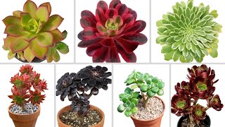 Top 40 Aeonium Types  Best Aeonium Varieties  Stunning Aeonium Species [upl. by Slerahc219]