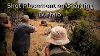 Shot Placement on Charging Buffalo [upl. by Xonnel]