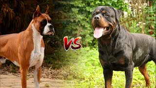 Rottweiler vs German boxer  Who will win the fight Who is stronger [upl. by Cissy109]