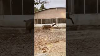 Wild Boar vs Goat shorts animals pets [upl. by Pirozzo]