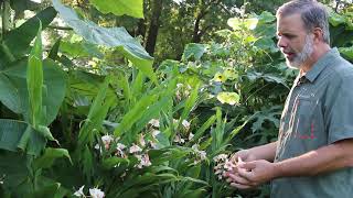 Hardy ginger Hedychium spp  Plant Identification [upl. by Sirdna595]