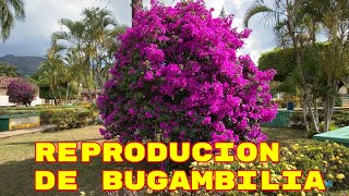 CONSEJOS para ENRAIZAR esquejes de BUGAMBILIA con éxito  REPRODUCCION de BUGAMBILIAS [upl. by Eynaffit637]