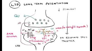 Synaptic plasticity Habituation Sensitization LTP LTD [upl. by Arenat215]