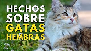 14 HECHOS SOBRE EL FASCINANTE MUNDO DE LAS GATAS HEMBRAS [upl. by Oravla]