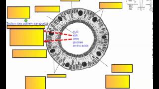 Excretion and the Kidney Part 4 IB Biology [upl. by Ioj]