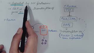 Auxin Signaling Pathway Physiology [upl. by Geno]