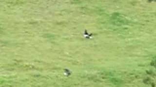 17 HMR Shooting Magpies [upl. by Sankey557]