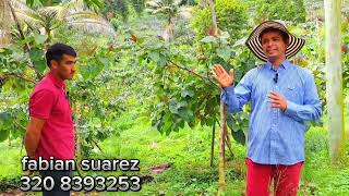 Beautiful farm with water spring and agricultural production  COLOMBIA [upl. by Adolf]