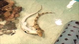 Epauelette Shark Mating [upl. by Cas]