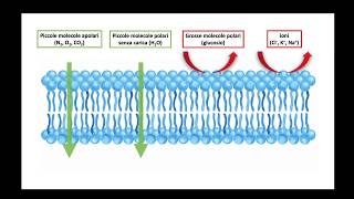 Trasporti di membrana  classificazione [upl. by Nomor]