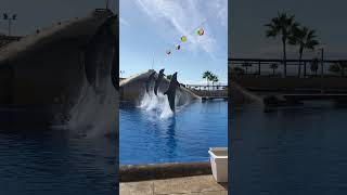 Aqualand Dolphin Show [upl. by Aivartal]