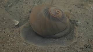 Polinices didyma  Bladder Moon Snail [upl. by Hajin]