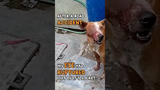 Road accident leaves dog with ruptured eye [upl. by Kial829]