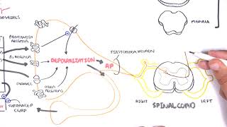 Pharmacology  Nonsteroidal AntiInflammatory Drugs NSAIDs [upl. by Richarda777]