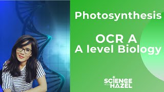 Photosynthesis  OCR A  A Level Biology  Science with Hazel [upl. by Intisar]