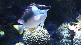 Magnificent Rabbitfish or Andaman Rabbitfish Siganus magnificus  Andamanen Fuchsgesicht [upl. by Josler]