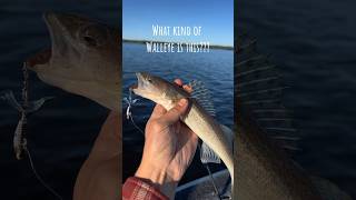 Walleye earfalls lacseul [upl. by Darees]