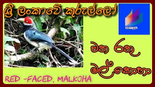 ශ්‍රි ලංකා වත රතු මල්කොහා  Watha rathu malkoha  Redfaced Malkoha  Phaenicophaeus pyrrhocephalus [upl. by Samaria]