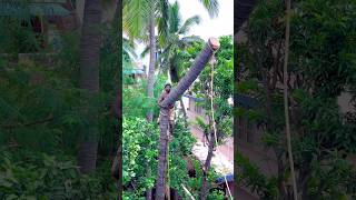 8610339350 tree cutter Suyambu  coconut tree cutter in Tamilnadu  Chennai tree cutter [upl. by Primo745]