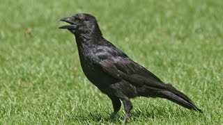 BTO Bird ID  Corvids  Crow Rook Raven [upl. by Whitcomb]