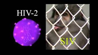 Lesson 15 HIV and SIV [upl. by Ellemaj]