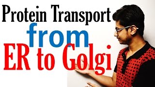 Protein transport from ER to golgi to lysosome [upl. by Woolcott]