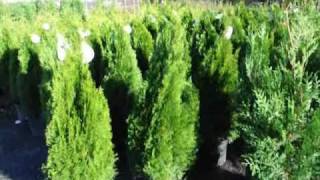 See How to Fertilize your Cedars and Arborvitae [upl. by Euqinay]