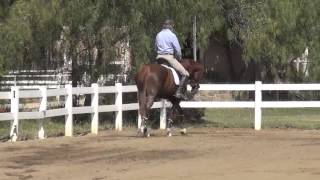 Schooling the Young Horse 2 Will and Salinera [upl. by Layod306]